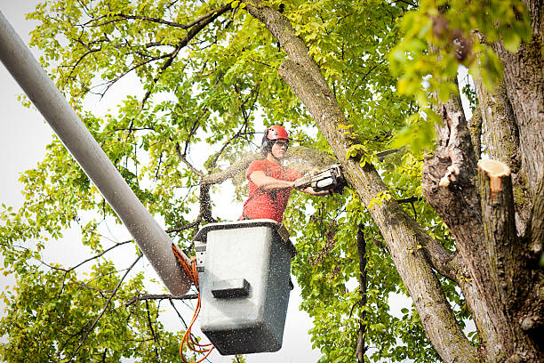 Best Utility Line Clearance  in Gettysburg, SD